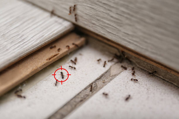 Best Affordable Pest Control Services  in Joanna, SC
