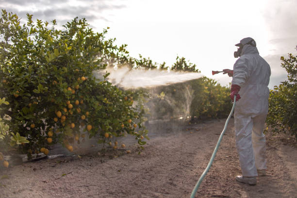 Best Emergency Pest Control  in Joanna, SC