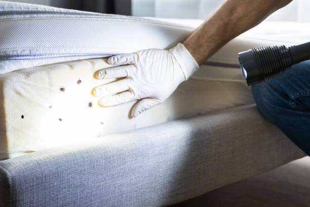 Best Termite Control Services  in Joanna, SC